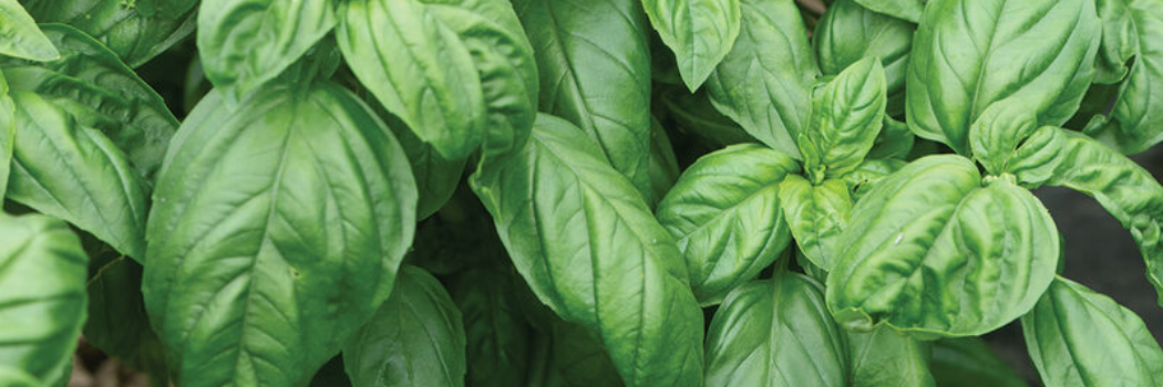 healthy basil plants