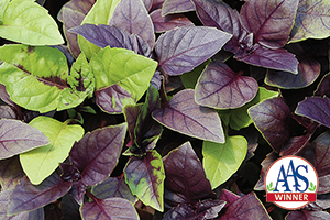 AAS Winner 'Dark Opal' holds its spot in the cutting gardens of today.