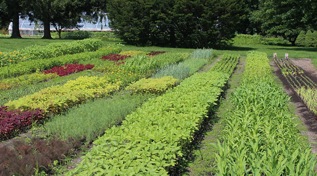 Succession-Planting for Cut Flowers - Planning & Frequency for Abundant Harvests