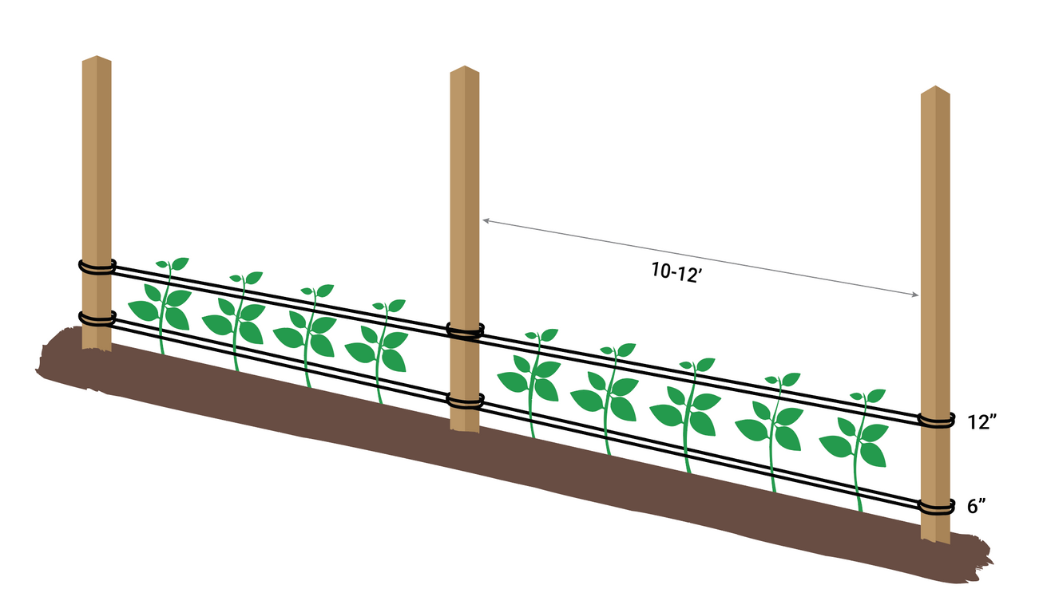 pole bean trellis