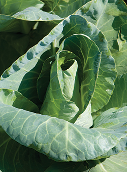 Caraflex Summer Mini Cabbage