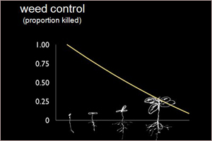 Proportion killed directly related to size Proportion that survive directly relates to size