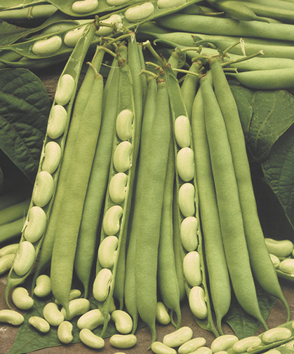 Freshly harvested fresh shell beans in the field, enough to make a whole meal.