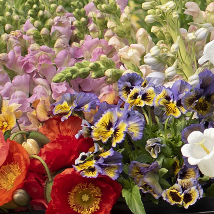Overwintering Flowers