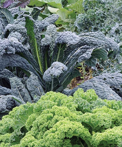 A view of a recent kale trial, a lacinato type growing in the background and a curly variety in the foreground.