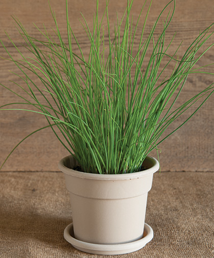 Chives disk in its pot at maturity.