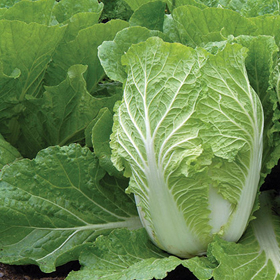 How to Grow Chinese Cabbage