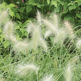 How to Grow Feathertop Ornamental Grass