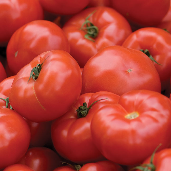 Tomato Pests, Diseases & Disorders