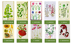 Top-10 Flowers For Direct-Seeding