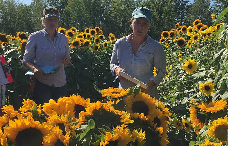 Learn how to choose the right sunflower varieties for your needs