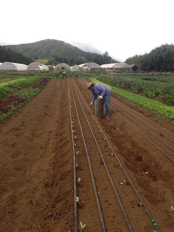 Transplanting broccoli into irrigated fields in Hawai'i