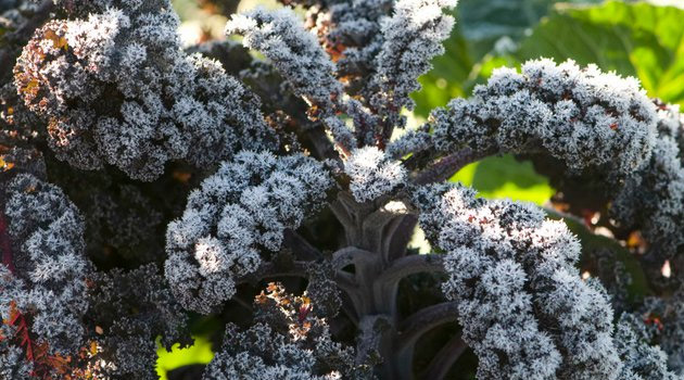 Winter-Kissed Kale - the sweetest kind.