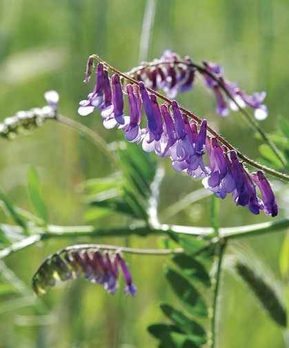Most legumes, such as this hairy vetch, can benefit from presoaking and/or inoculation to improve germination rates and vigor.