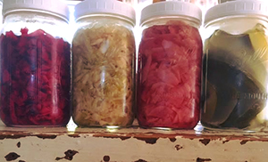 Amy Dolley's DYI ferments