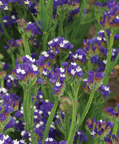 Planting of our classic 'Midnight Blu'e statice, a bedrock member of the floral design pallette.