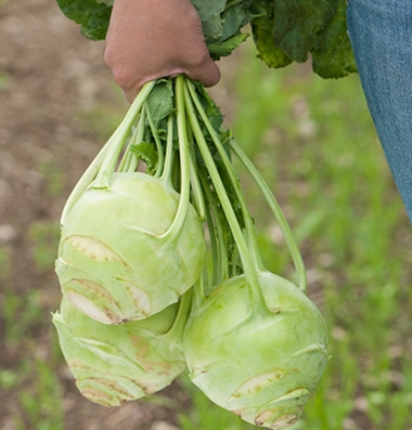 Kossak Storage Kohlrabi