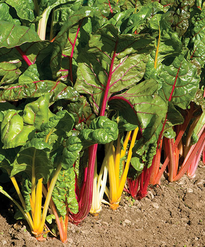 A row of our signature Swiss chard variety, 'Bright Lights,' growing in the field.