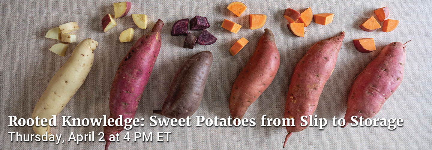 Webinar: Rooted Knowledge: Sweet Potatoes from Slip to Storage