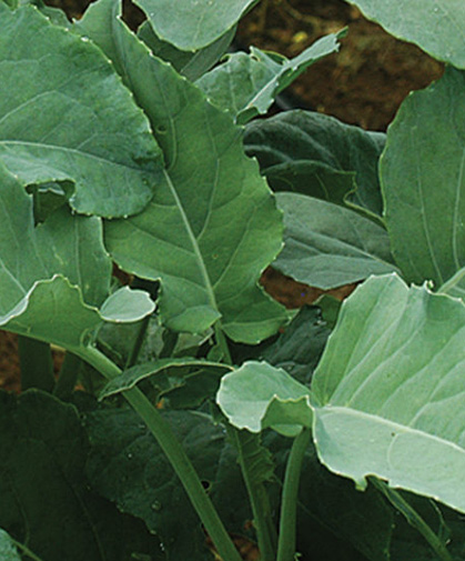 Leaf broccoli, best grown from transplants as you would standard heading broccoli.