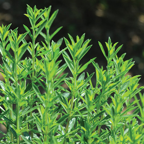 How to Grow Winter Savory