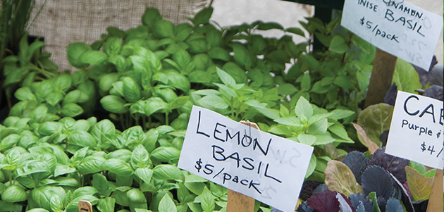 Fresh basil • Demand is high all year-round.