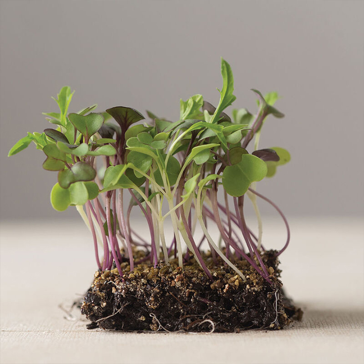 section of micro greens with roots in soil