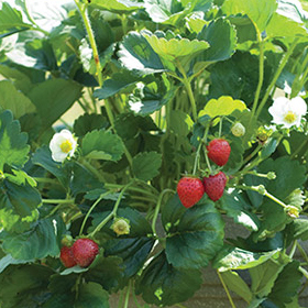 How to Grow Day-Neutral/Everbearing Strawberries