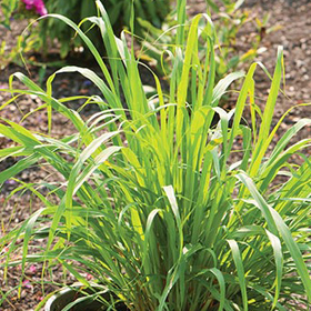 How to Grow West Indian Lemon Grass from Plants
