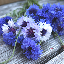 Centaurea