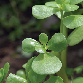 How to Grow Purslane