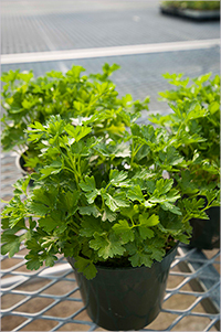 Peione parsley