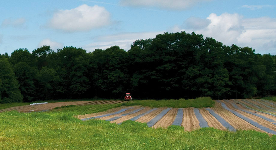 Planning & Plotting Your Market Garden