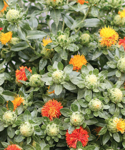 Carthamus flowers, also known as safflower.