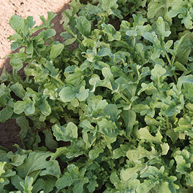 How to Grow Arugula