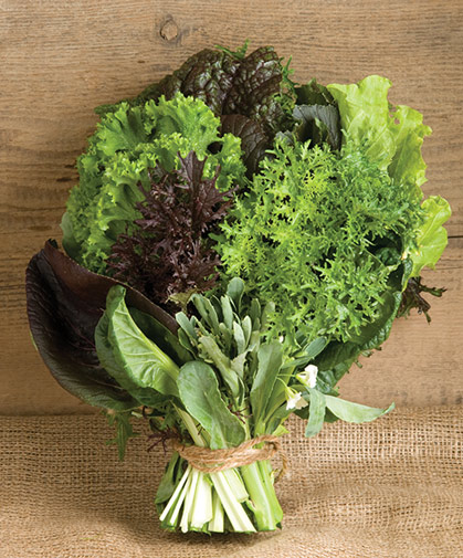 A bunch of freshly harvested Asian greens, including tatsoi, mizuna, pac choi, and others.