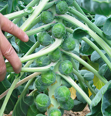Brussels Sprouts: Divino