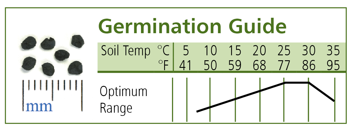 Conservor - Organic (F1) Shallot Seed