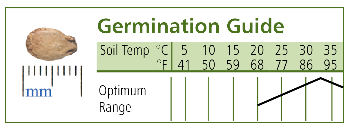 Tropical Sunshine - (F1) Watermelon Seed